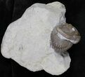 Enrolled Flexicalymene Trilobite In Matrix - Ohio #20980-1